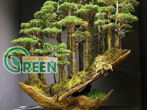 Cây cảnh Hoa Mai có giá 1 ,7 tỷ đẹp ngất ngây | Thiên Tân Green